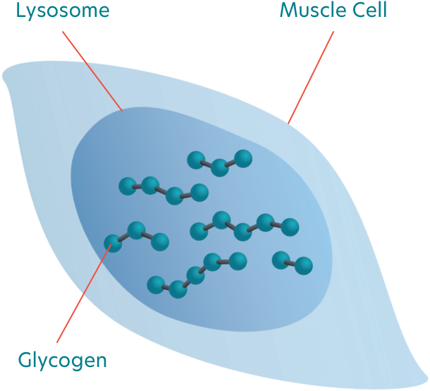 Muscle cell Diagram